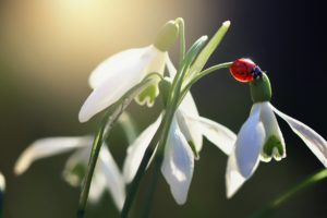 ladybug, Flower, Fw