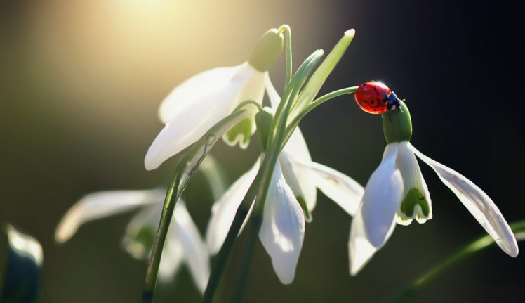 ladybug, Flower, Fw HD Wallpaper Desktop Background