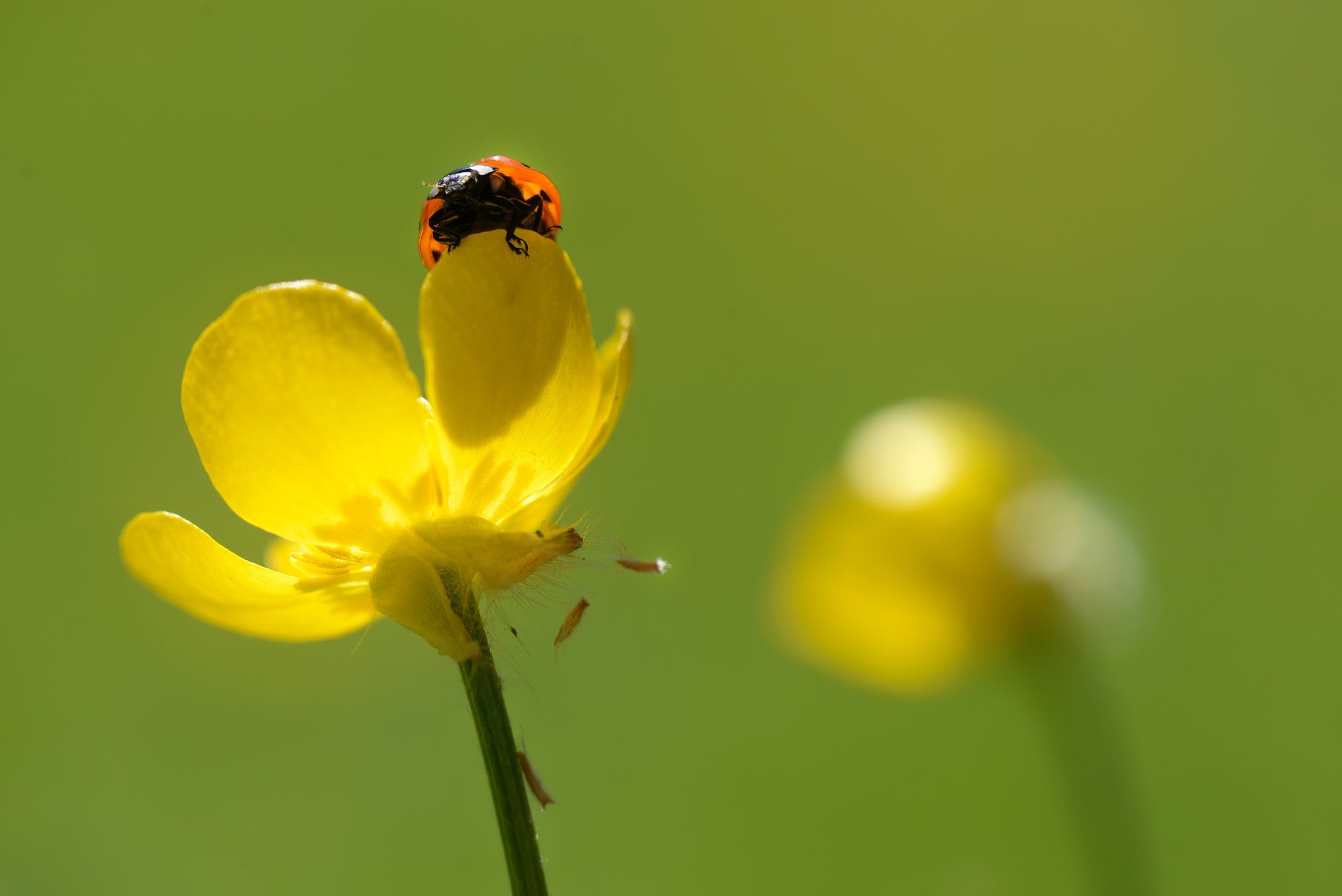 ladybug, Flower Wallpaper