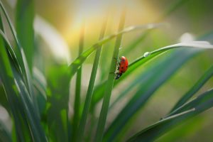ladybug, Macro, Grass, Bokeh