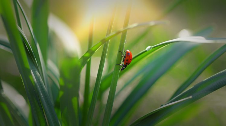ladybug, Macro, Grass, Bokeh HD Wallpaper Desktop Background