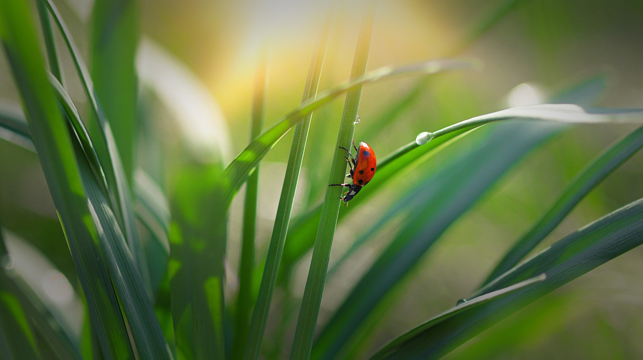 ladybug, Macro, Grass, Bokeh Wallpaper
