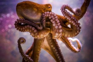 octopus, Ocean, Sea, Underwater