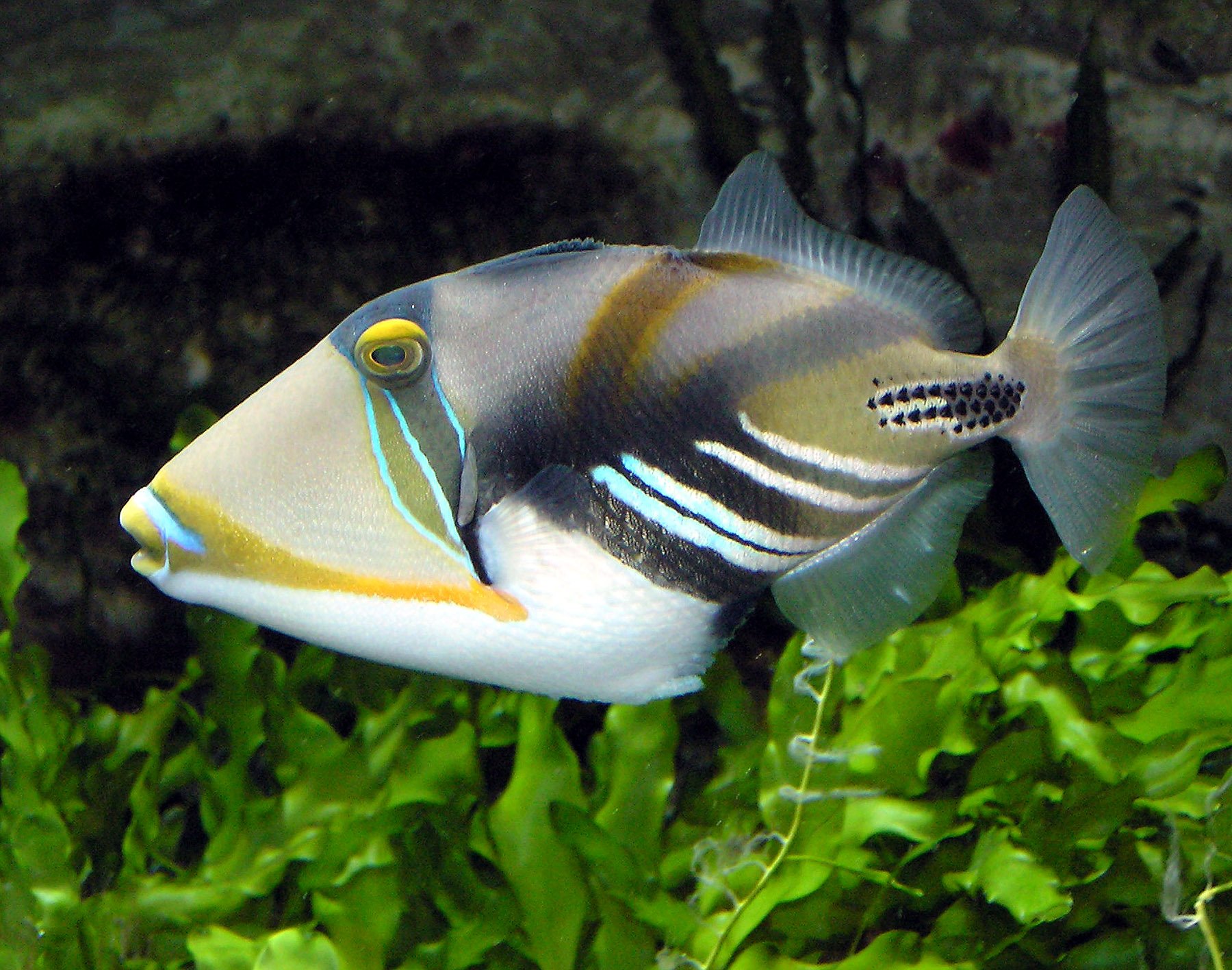 ocean triggerfish