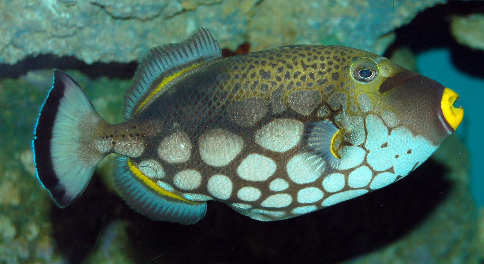 ocean triggerfish