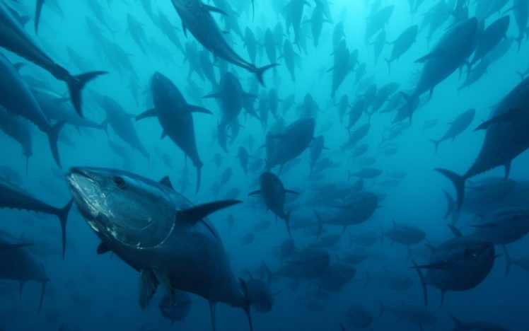 tuna, Ocean, Sea, Underwater, Fish, Fishes HD Wallpaper Desktop Background