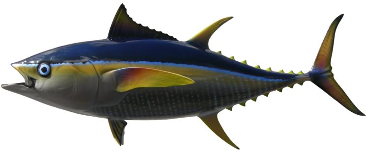 tuna, Ocean, Sea, Underwater, Fish, Fishes HD Wallpaper Desktop Background