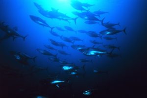 tuna, Ocean, Sea, Underwater, Fish, Fishes