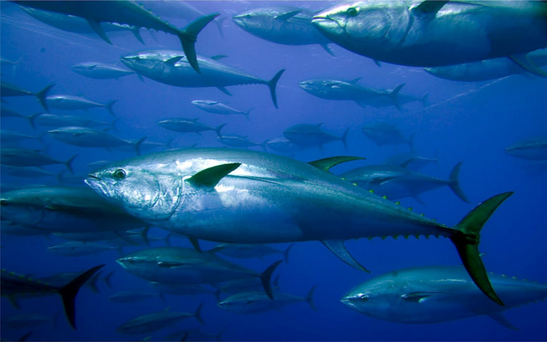 tuna, Ocean, Sea, Underwater, Fish, Fishes Wallpaper