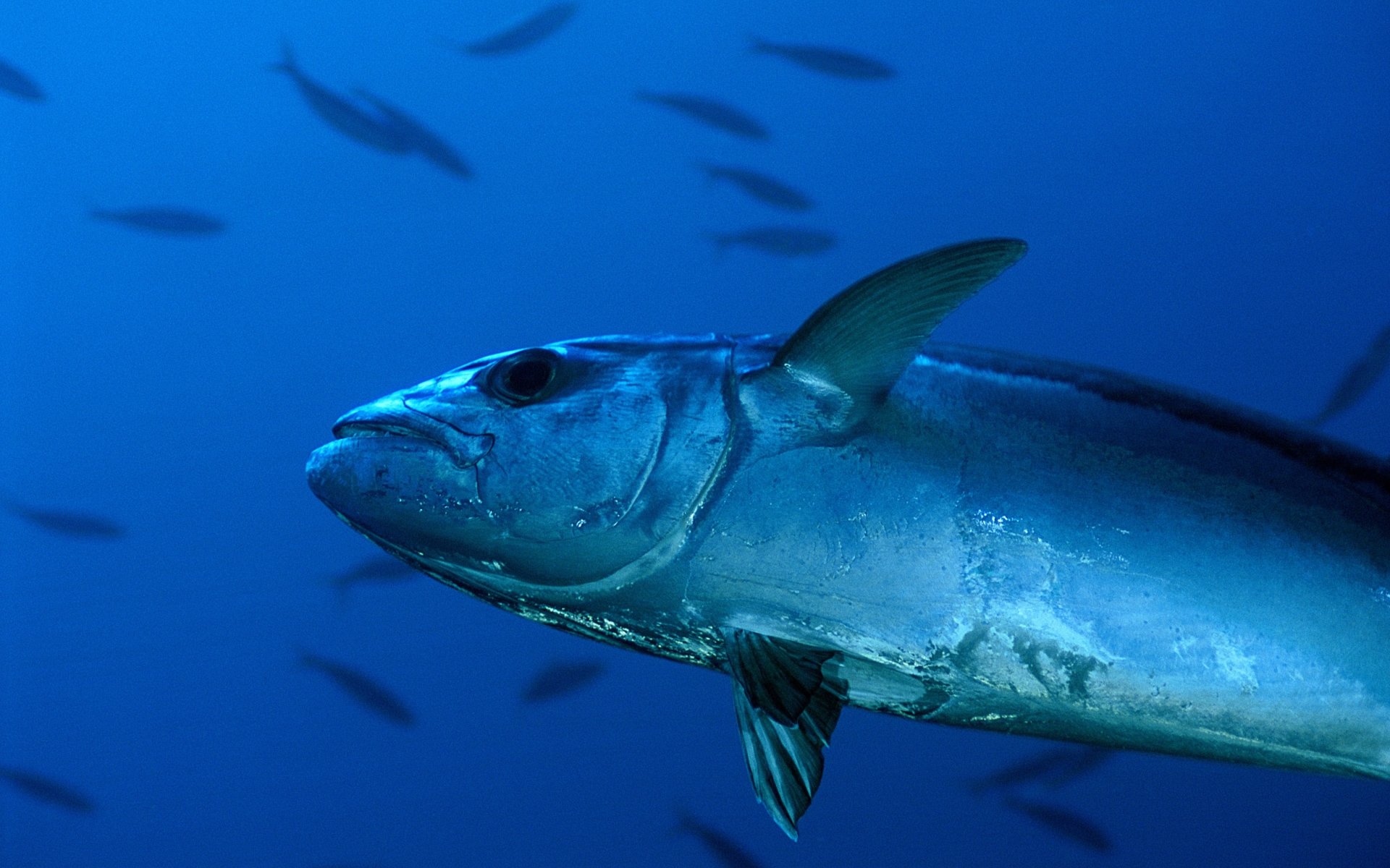 tuna, Ocean, Sea, Underwater, Fish, Fishes Wallpaper