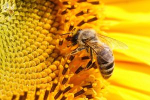 abeja, Insecto, Panal, Miel, Animal