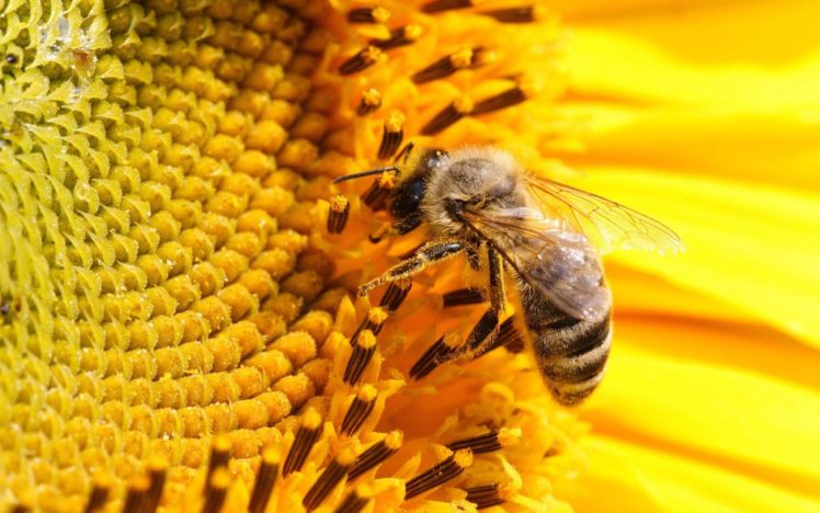 abeja, Insecto, Panal, Miel, Animal HD Wallpaper Desktop Background