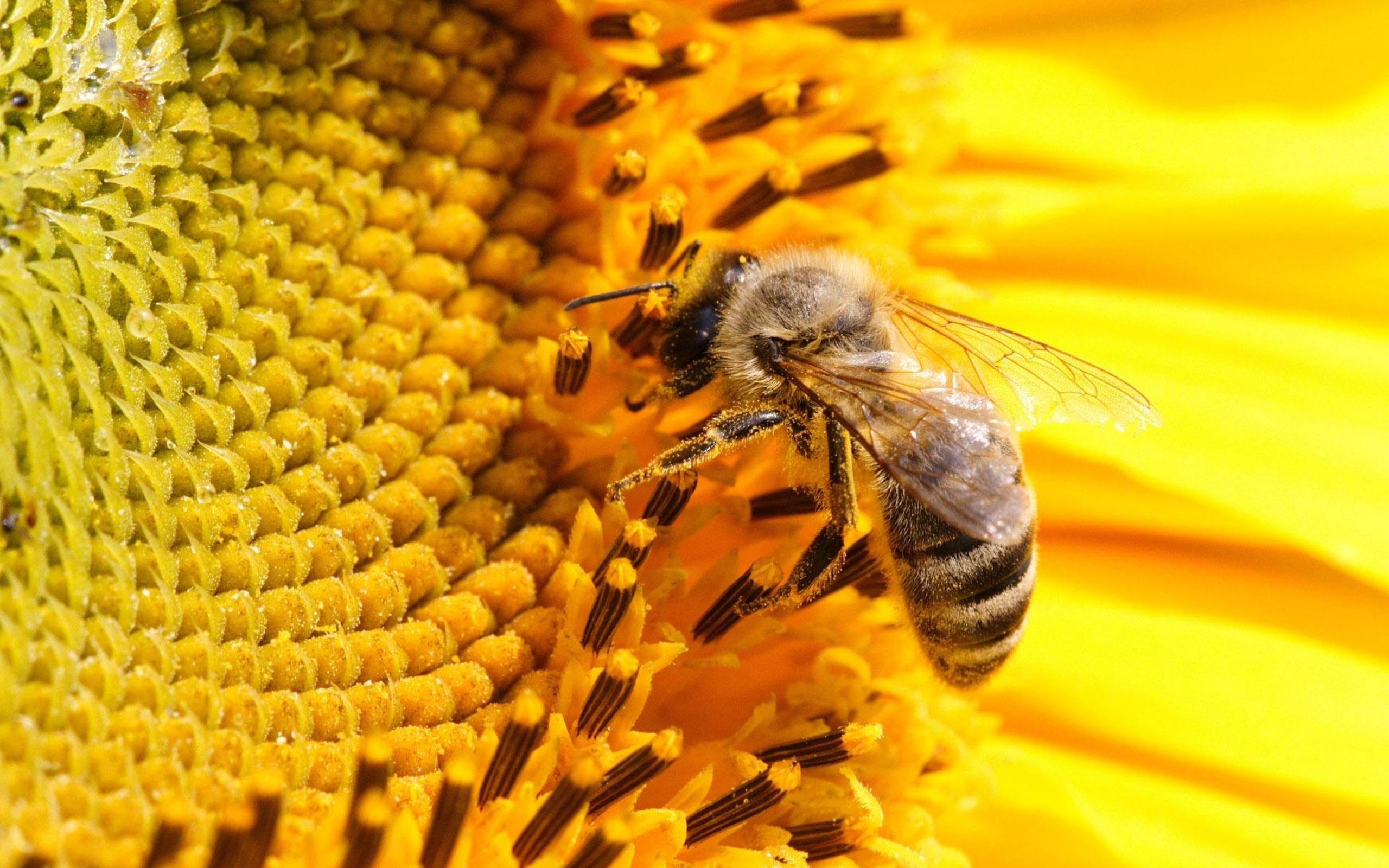 abeja, Insecto, Panal, Miel, Animal Wallpaper