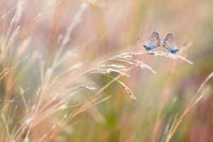 macro, Ears, Butterfly, Field