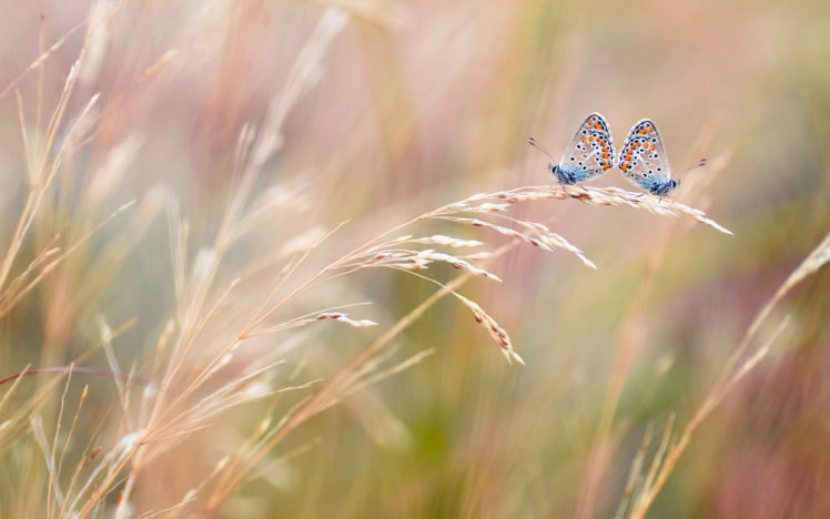 macro, Ears, Butterfly, Field HD Wallpaper Desktop Background