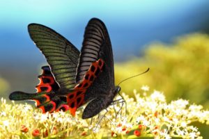 butterfly, Flowers, Wings, Macro