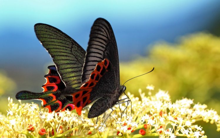 butterfly, Flowers, Wings, Macro HD Wallpaper Desktop Background
