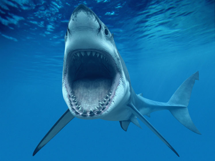 shark, Fish, Great, Whiteteeth, Underwater, Blue, Ocean, Cg HD Wallpaper Desktop Background