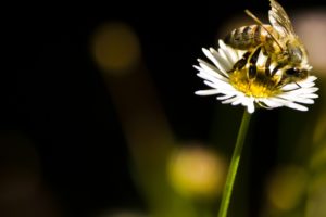 bee, Insect, Flower, Daisy, Sun, Flowers, Macro
