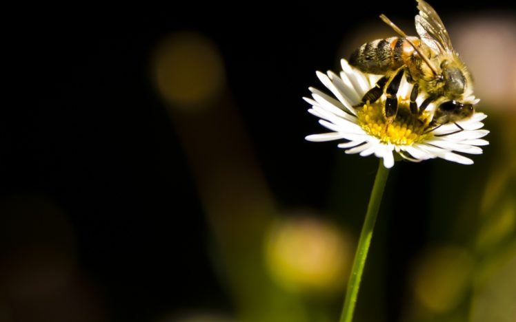 bee, Insect, Flower, Daisy, Sun, Flowers, Macro HD Wallpaper Desktop Background