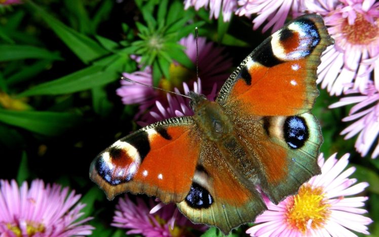 butterfly, Butterflies, Flower, Flowers HD Wallpaper Desktop Background
