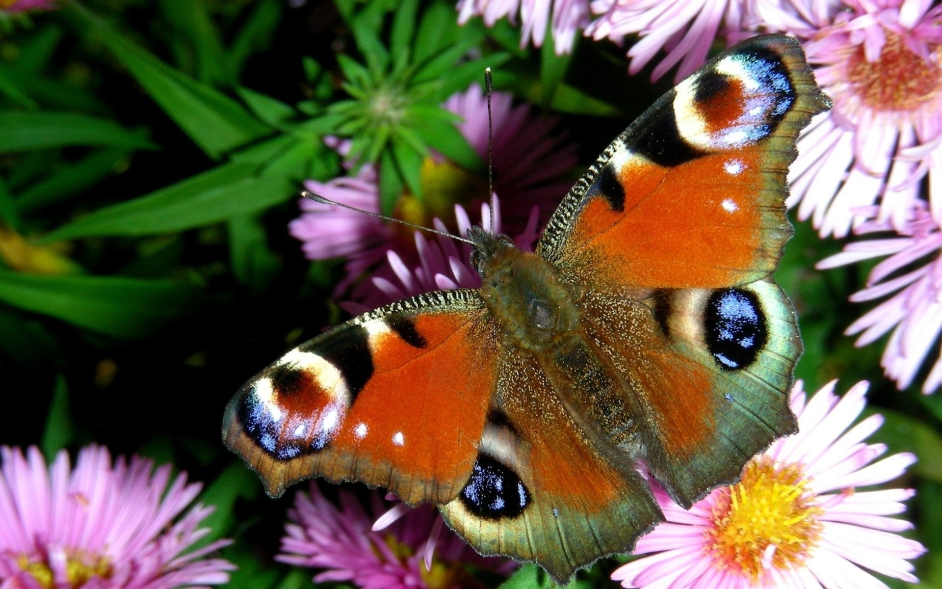 butterfly, Butterflies, Flower, Flowers Wallpaper