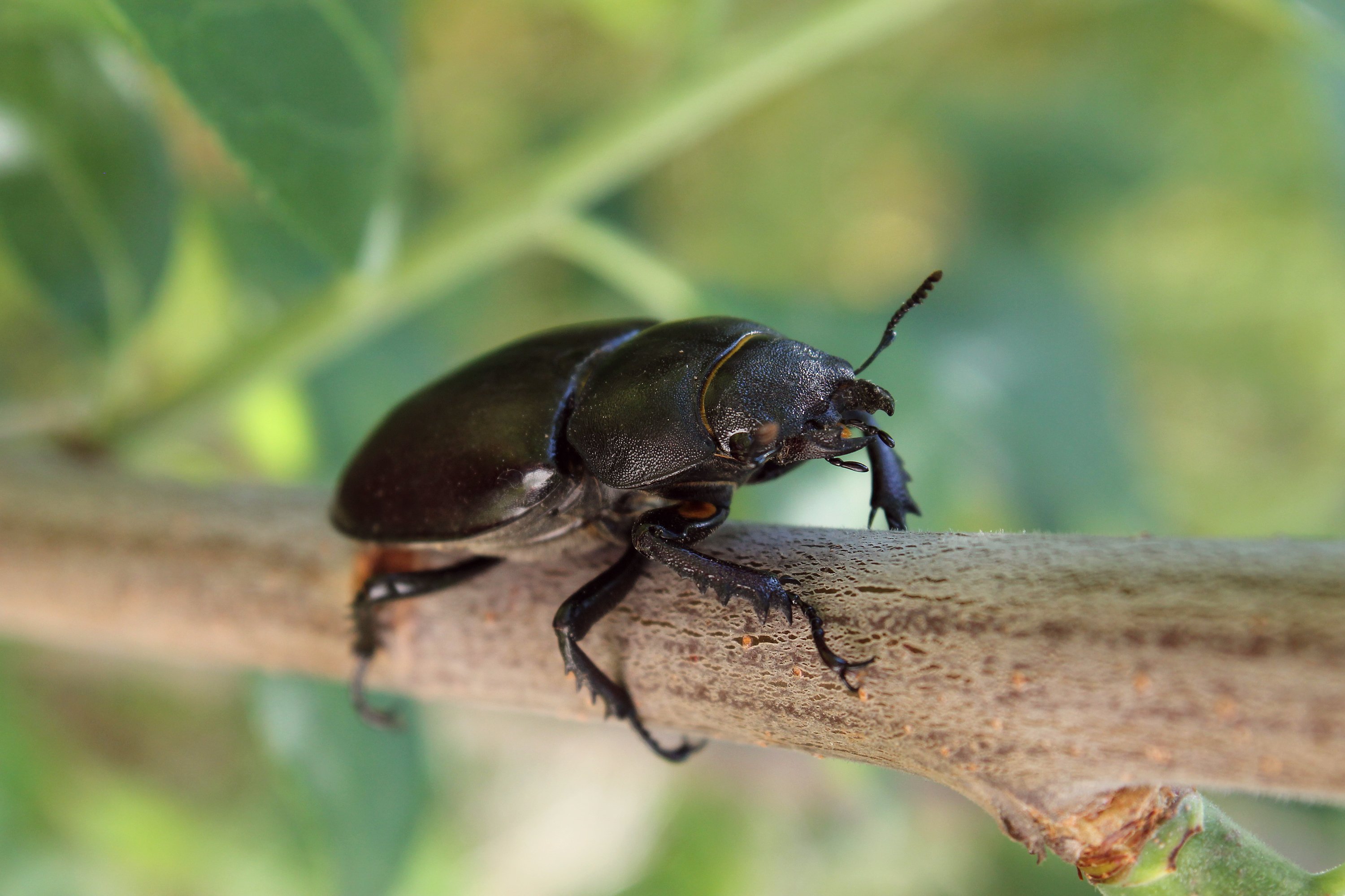 beetle, Stag beetle, Female, Insect, Macro, Branch Wallpaper