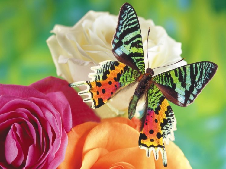 nature, Multicolor, Flowers, Insects, Butterflies, Butterfly HD Wallpaper Desktop Background