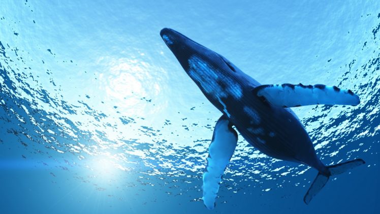 ocean, Animal, Blue HD Wallpaper Desktop Background