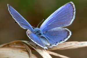 mariposa, Azul, Insecto