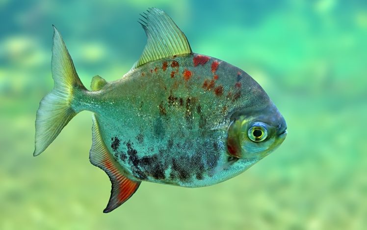 fish, Underwater, Eye, Eyes HD Wallpaper Desktop Background