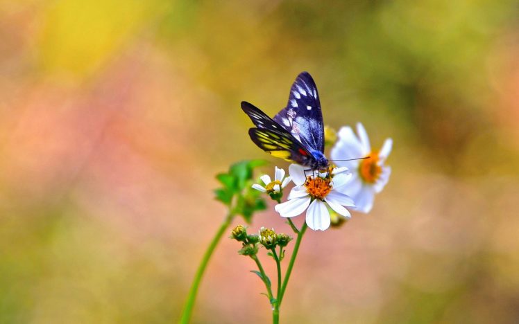 butterfly, Flowers, Kosmeya, White, Background HD Wallpaper Desktop Background