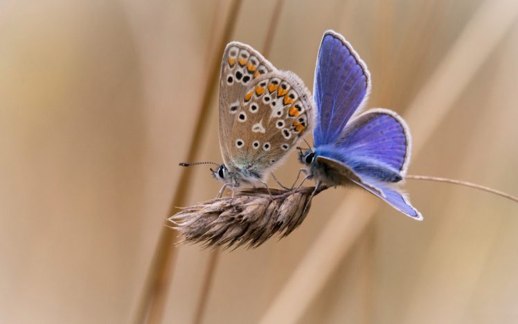 butterflies, Butterfly HD Wallpaper Desktop Background