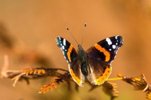butterfly, Twig, Background, Close up