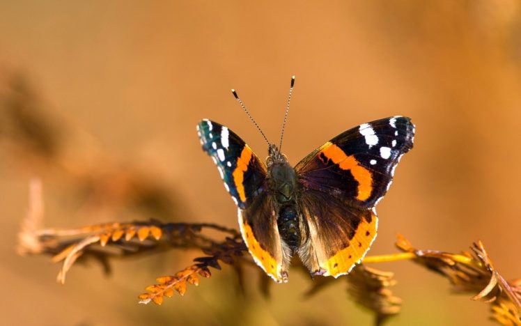 butterfly, Twig, Background, Close up HD Wallpaper Desktop Background