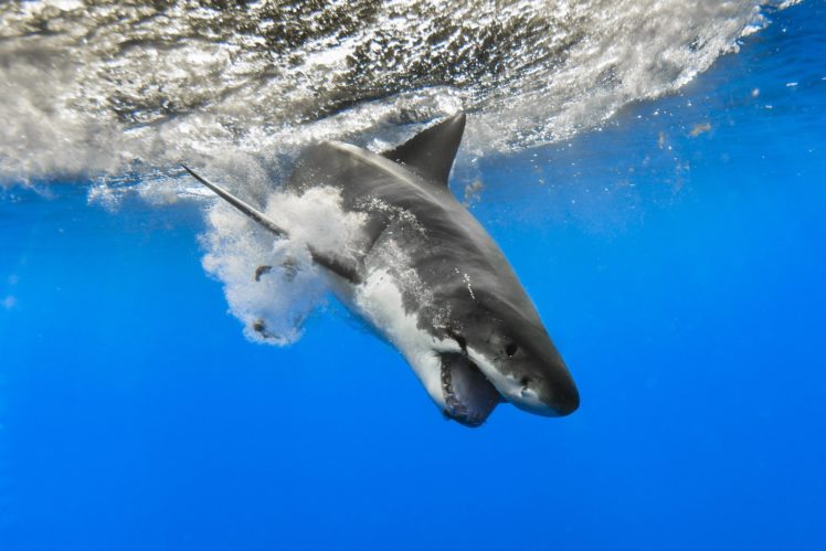 shark, Sea, Nature, Fish, M HD Wallpaper Desktop Background