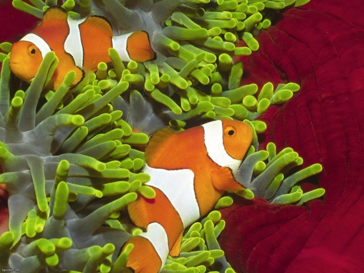 clownfish, Animals, Fish HD Wallpaper Desktop Background