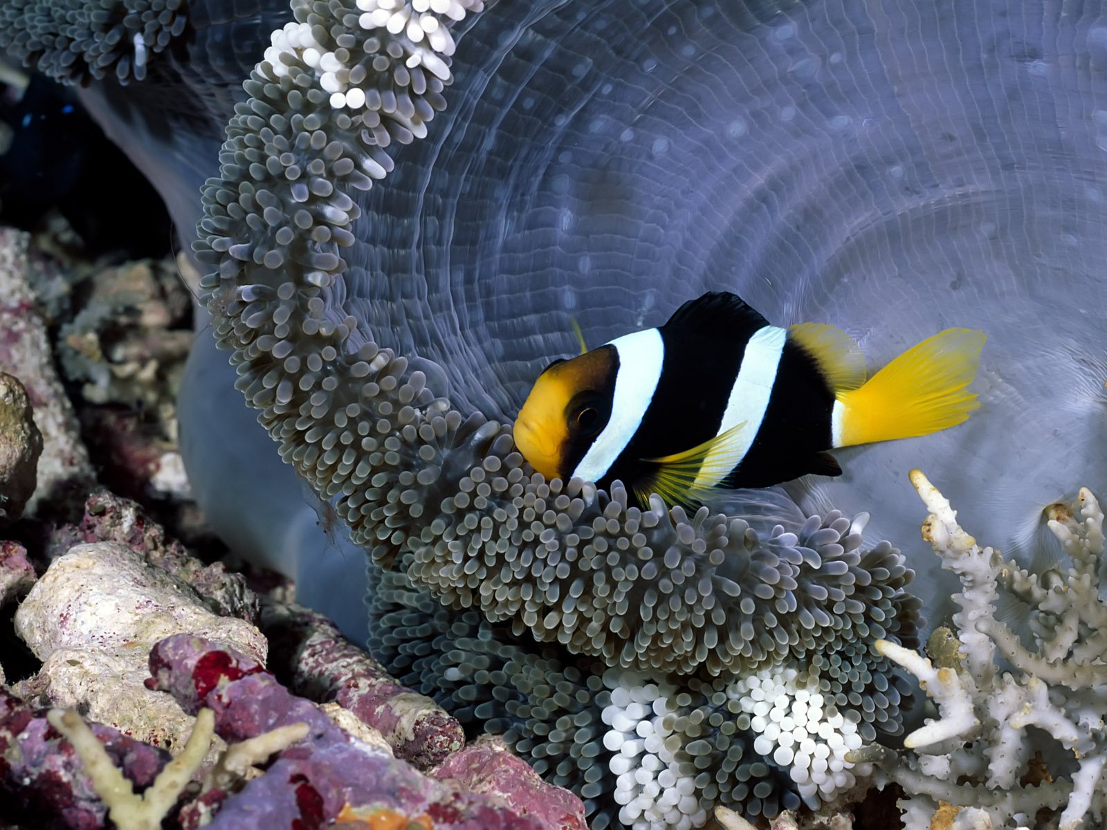 anemone, Fish, Deep, Ocean, Animal, Nature, Cute Wallpaper