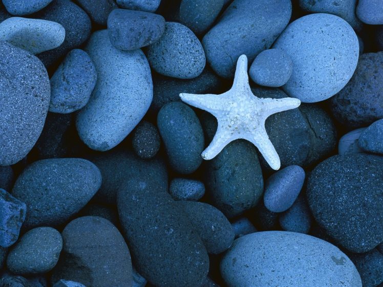 starfish, Stone, Beauty, Nature, Cute, Animal, Blue HD Wallpaper Desktop Background