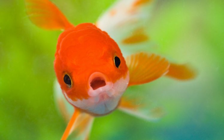 peces, Dorado, Rio, Animales HD Wallpaper Desktop Background