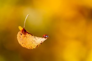leaves, Bugs, Macro, Ladybirds