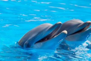 delfines, Mamiferos, Marinos, Animales