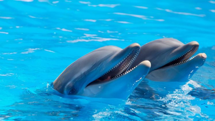 delfines, Mamiferos, Marinos, Animales HD Wallpaper Desktop Background