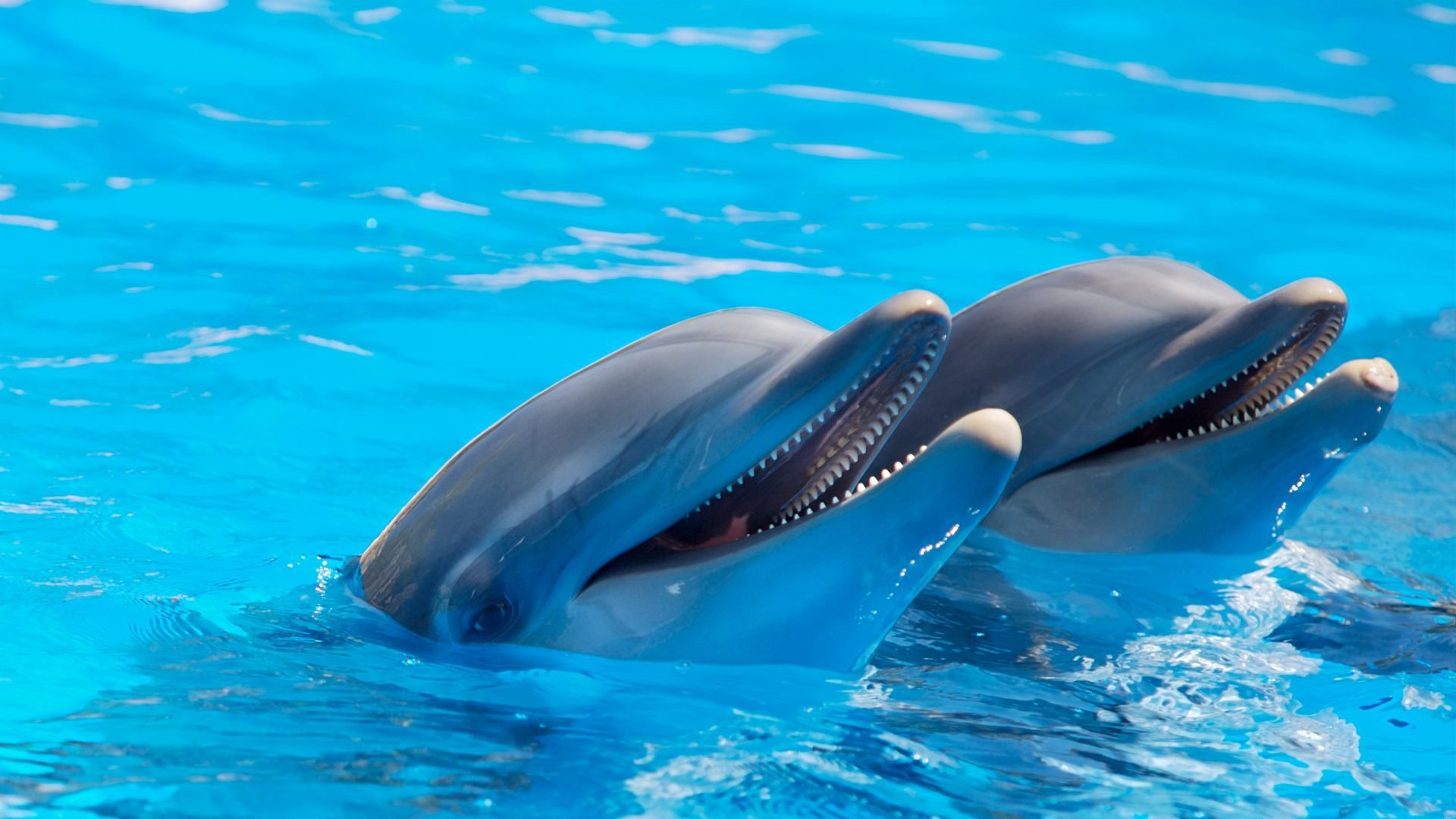 delfines, Mamiferos, Marinos, Animales Wallpaper
