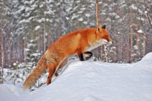 winter, Snow, Nature, Landscape, Fox