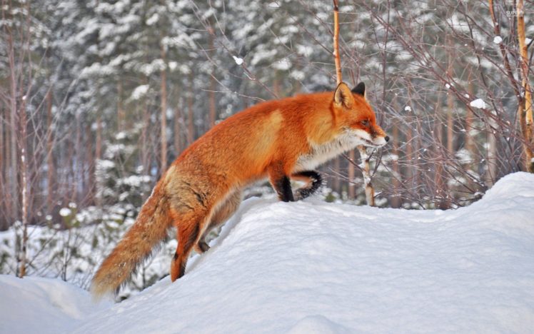 winter, Snow, Nature, Landscape, Fox HD Wallpaper Desktop Background