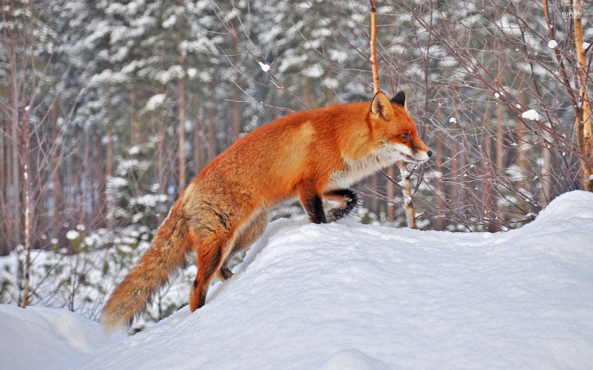 winter, Snow, Nature, Landscape, Fox Wallpaper