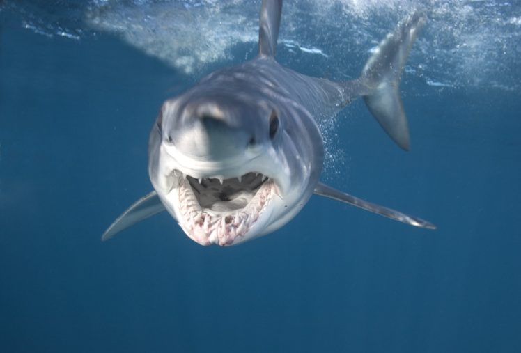 tiburon, Blanco, Esqualo, Animales HD Wallpaper Desktop Background
