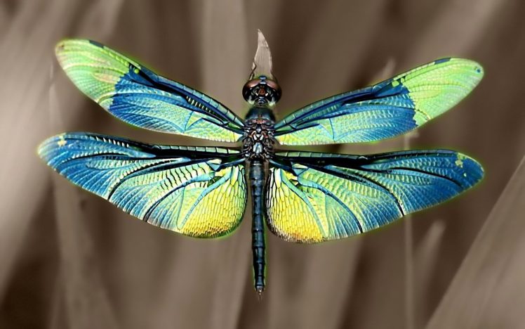 liberula, Animales, Insectos HD Wallpaper Desktop Background