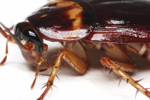 cucaracha, Insectos, Animales